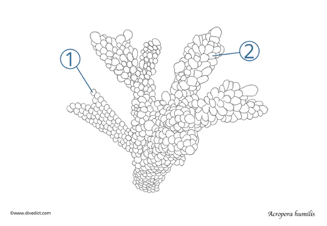 gedrungene_geweihkoralle_Acropora_humilis_divedict_fische_korallen_meer_ocean_corals_fish_red_sea