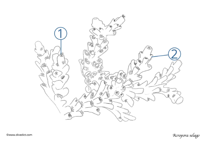 Acropora selago_divedict_meeresbiologie_tauchen 1