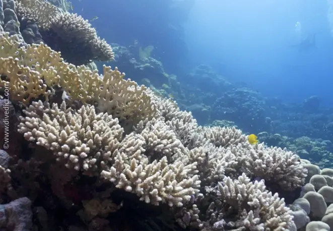 selago_Geweihkoralle_Acropora_selago_divedict_unterwasserwelt_tauchen_biologisches_lexikon