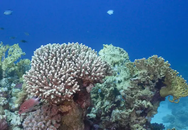 selago_Geweihkoralle_Acropora_selago2_divedict_unterwasserwelt_tauchen_biologisches_lexikon