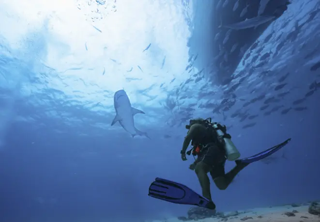 divedict_tipsundtricks_diving_tauchen_mittelmeer_rotes_meer-11