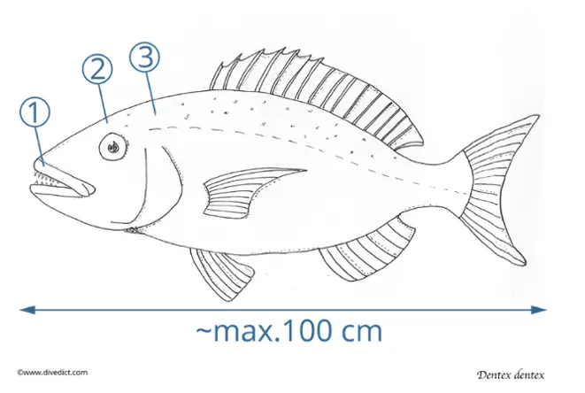 Dentex_Dentex_DiveDict