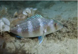 divedict_foto_biolexicon_fish_mediterranean_brasse_toothbrasse_dentex_dentex_blue_dots