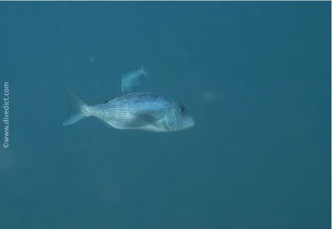 toothbrasse_dentex_dentex_divedict_biolexicon_bio_lexicon_diving_diving_mediterranean3