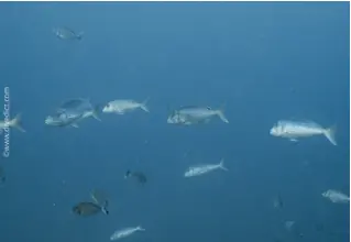 toothbrasse_dentex_dentex_divedict_biolexicon_bio_lexicon_diving_diving_mediterranean