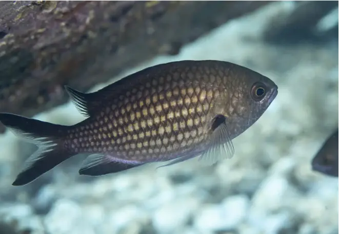 chromis_chromis_monkfish_divedict_Mediterranean_Mediterranean_bio_lexicon-007