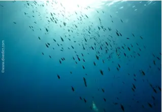 DiveDict_Photos_Biolexicon_Fish_Mediterranean_Picture_Chromis_Monkfish_Crotien_Italy_North_Adriatic