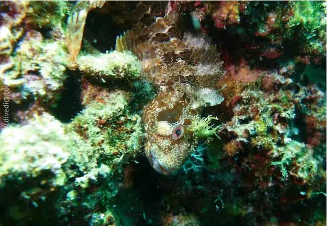 divedict_foto_biolexicon_fish_mediterranean_picture_parablenius_gattorugine_gestreifter_much_crotien_Italy_Nord_Adria_France_diving
