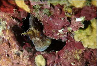 divedict_foto_biolexicon_fish_mediterranean_picture_parablenius_gattorugine_gestreifter_much_krotien_Italy_Nord_Adria_France