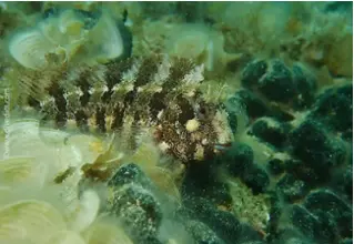 divedict_foto_biolexicon_fish_mediterranean_pictures_parablenius_gattorugine_gestreifter_much_krotien_Italy_Nord_Adria_France