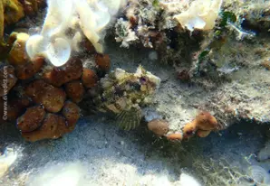 Tompot blenny