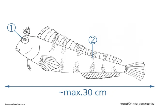 parablennius_gattorugine_diveDict