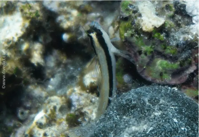 divedict_foto_biolexicon_fish_mediterranean_picture_parablennius_rouxi_striped hagfish_crotien_Italy_Nord_Adria_France