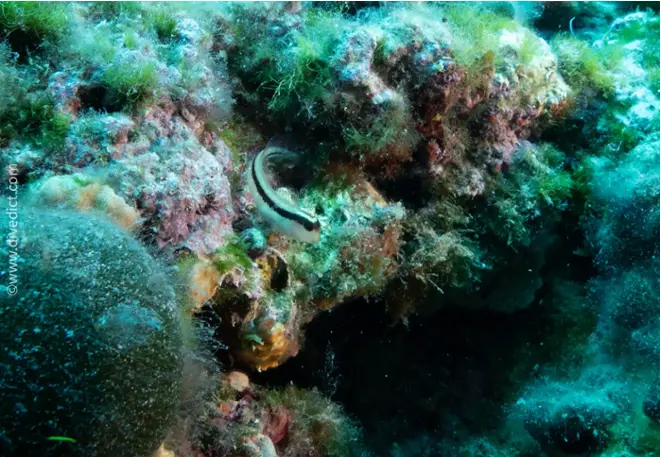 divedict_foto_biolexicon_fish_mediterranean_picture_parablennius_rouxi_striped hagfish_crotien_Italy_north_Adriatic