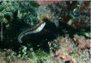 divedict_foto_biolexicon_fish_mediterranean_picture_parablennius_rouxi_striped hagfish_croties_Italy