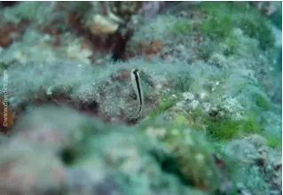 divedict_fotos_biolexicon_fish_mediterranean_picture_parablennius_rouxi_striped hagfish_crotien_Italy_Nord_Adria_France
