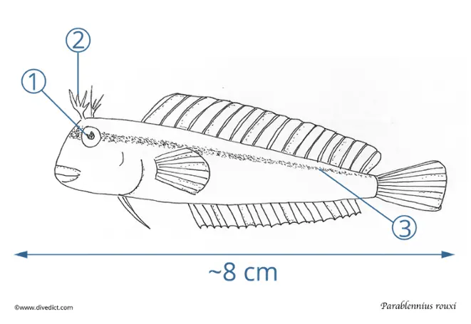 Parablennius_rouxi_DiveDict