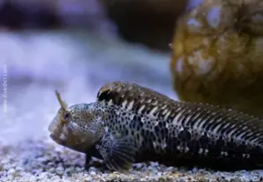 Gehörnter Schleimfisch