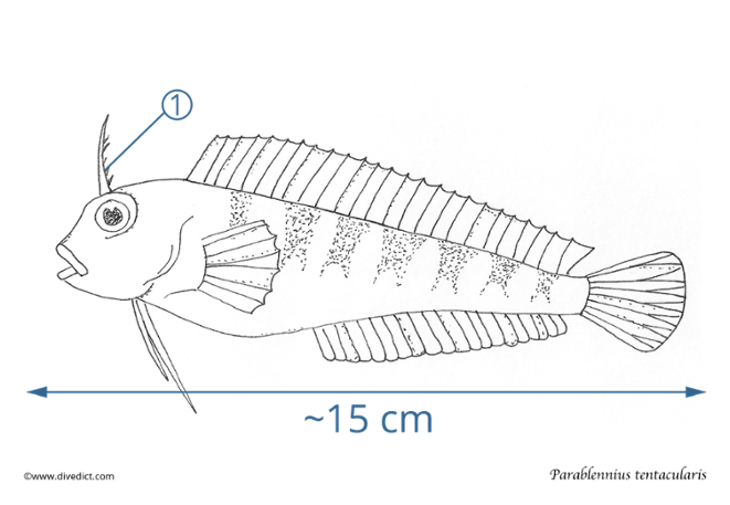 Parablennius tentacularis_ready