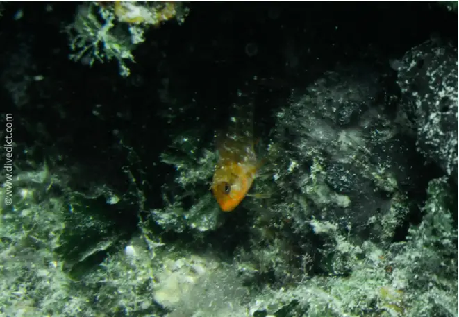 DiveDict_Foto_Biolexikon_Fische_Mittelmeer_Bild_Parablennius_zvonimiri_geweih_schleimfisch_Krotien_Italien_Nord_Adria_Frankreich_Spanien