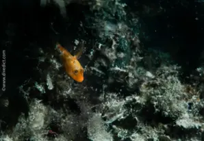 Zvonimirs Schleimfisch