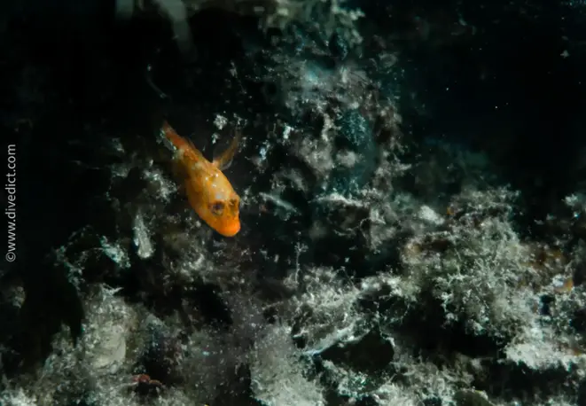 DiveDict_Foto_Biolexikon_Fische_Mittelmeer_Bild_Parablennius_zvonimiri_geweih_schleimfisch_Krotien_Italien_Nord_Adria_Frankreich