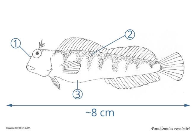 Parablennius_zvonimiri_divedict