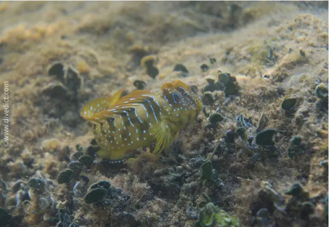 divedict_foto_biolexicon_fish_mediterranean_peacock-salaria_pavo_biolexicon_marine1