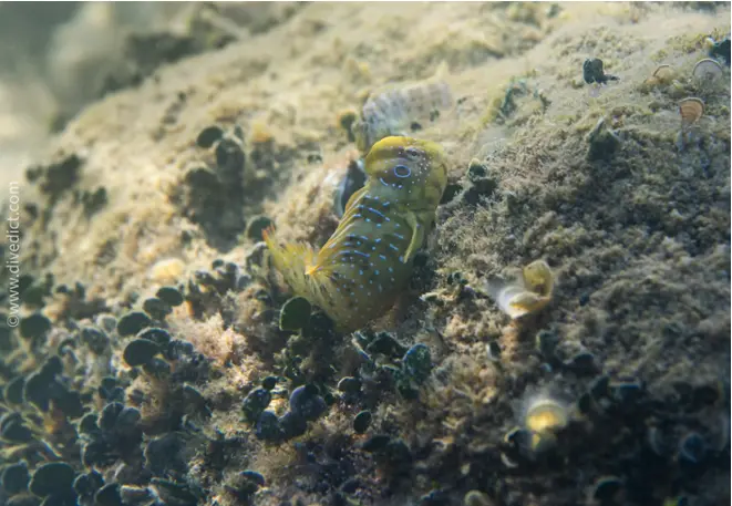 divedict_foto_biolexicon_fish_mediterranean_peacock-salaria_pavo_biolexicon_marine