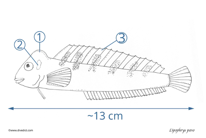 Lipophrys_pavo_DiveDict