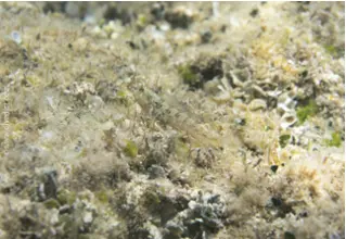 diabolo_schleimfisch_parablennius_incognitus_divedict_Mittelmeer_mediterranean_bio_lexicon-DiveDict2