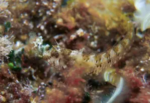 Inkognito-Schleimfisch