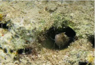 DiveDict_Foto_Biolexikon_Fische_Mittelmeer_Bilder_Parablenius_Incognitus_Diabolo_schleimfisch_Krotien_Italien_Nord_Adria_Frankreich