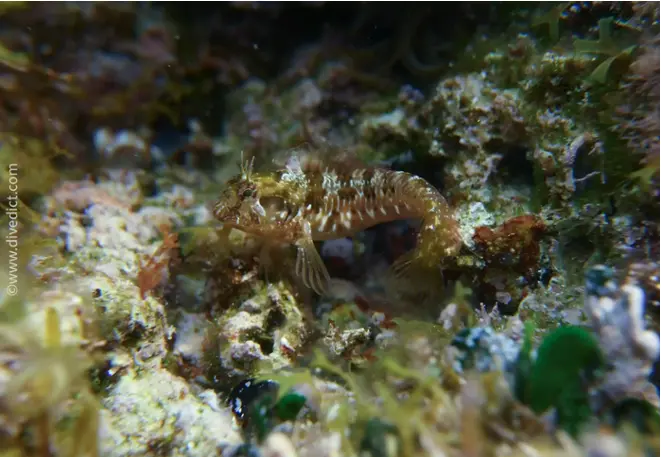 DiveDict_Fotos_Biolexikon_Fische_Mittelmeer_Bild_Parablenius_Incognitus_Diabolo_schleimfisch_Krotien_Italien_Nord_Adria_Frankreich