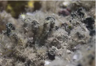 incognito_mugfish_parablennius_incognitus_divedict_mediterranean_mediterranean_bio_lexicon-083