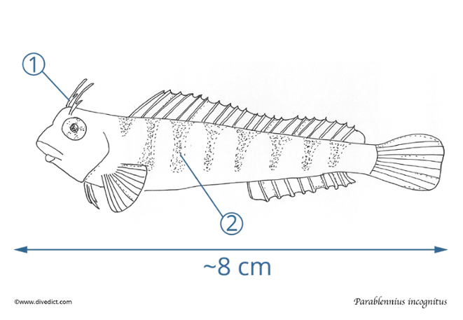 parablennius_incognitus_divedict