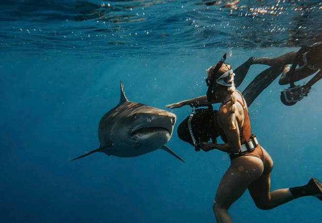 divedict_fishes_diving_tauchen_mittelmeer_rotes_meer_hai_shark