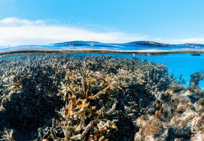 divedict_corals_fishes_diving_diving_mediterranean red_sea_shark_shark