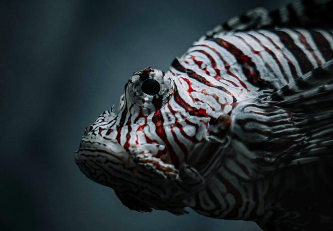 divedict_tauchen_tauchen_tips_lexikon_meeresschutz_biologie_reisen_chat-3