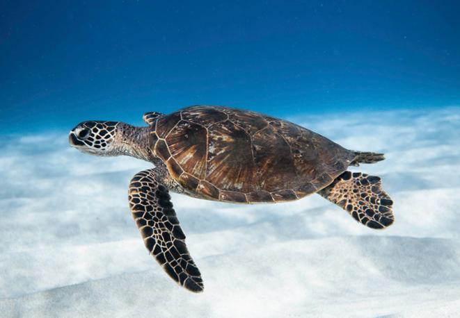 divedict_citizen_science_tauchen_diving_tips_lexicon_marine_conservation_biology_trips_chat-7