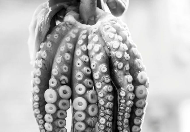 divedict_lifestyle_tauchen_tauchen_tauchen_tips_lexicon_marine_naturschutz_biologie_trips_chat-2