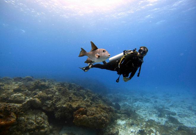 divedict_tauchen_diving_tips_lexicon_marine_conservation_biology_trips_chat-5