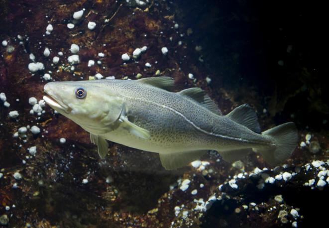 DiveDict_Ocean_News_Fish_cod_Lexicon_marinebiology_oceanconservation