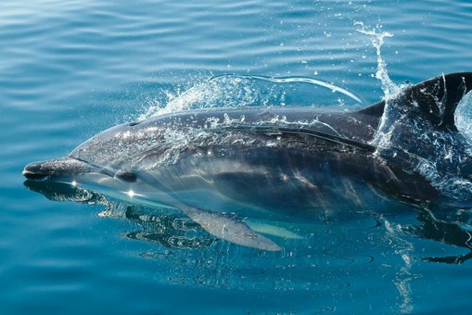 DiveDict_News_Ocean_Meer_Oyster_Dolphin_tauchen_diving-2