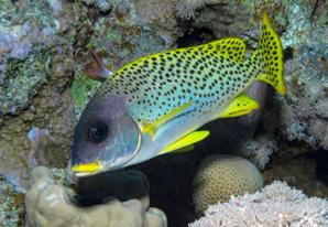 Blackspotted rubberlip