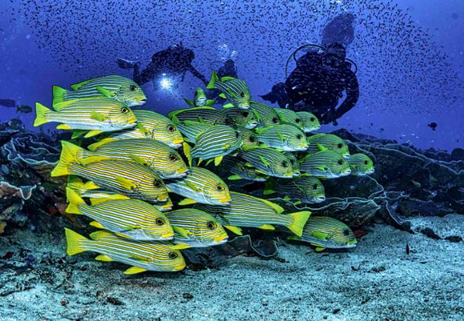 Gelbgestreifte-Sueslippe