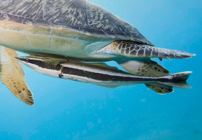 Gestreifter Schiffshalter