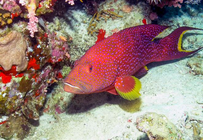 Mondsichel-Juwelenbarsch