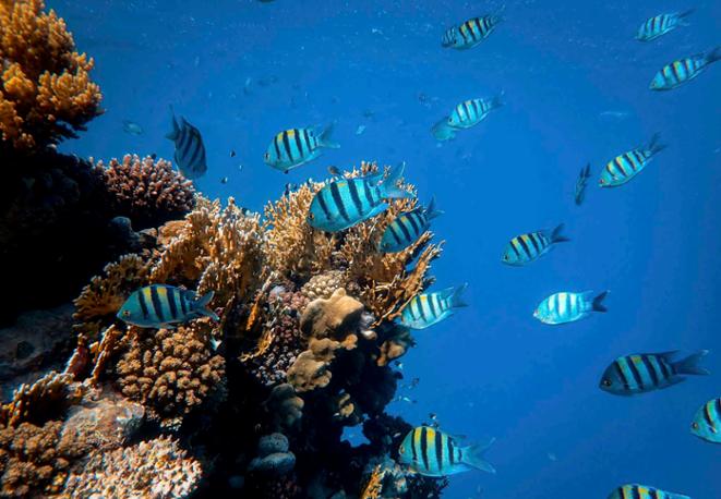 Indo-Pacific Sergeant