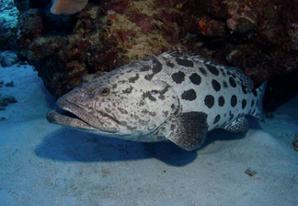 Kartoffel-Zackenbarsch 